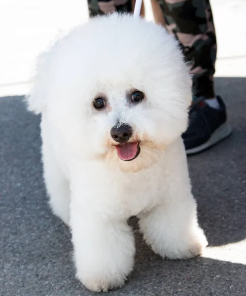 白いふわふわのサラブレッド犬 — ストック写真