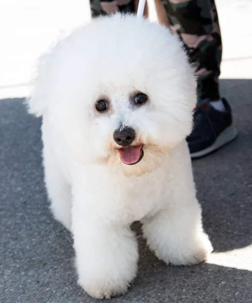 Blanco Peludo Pura Sangre Perro — Foto de Stock