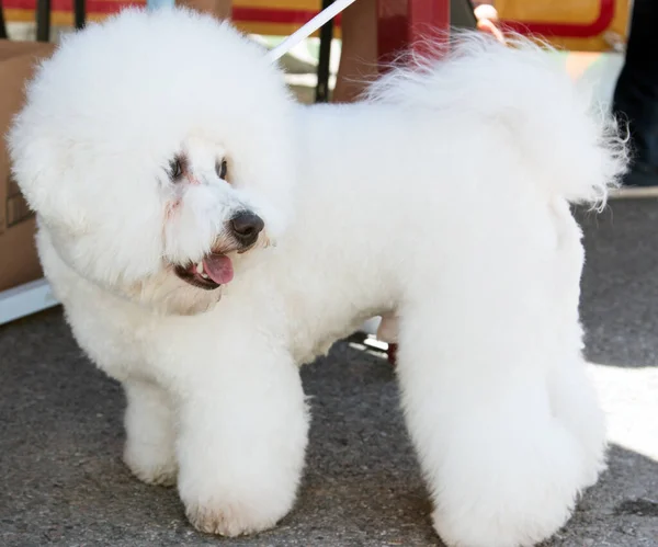 Branco Cão Puro Sangue Fofo — Fotografia de Stock