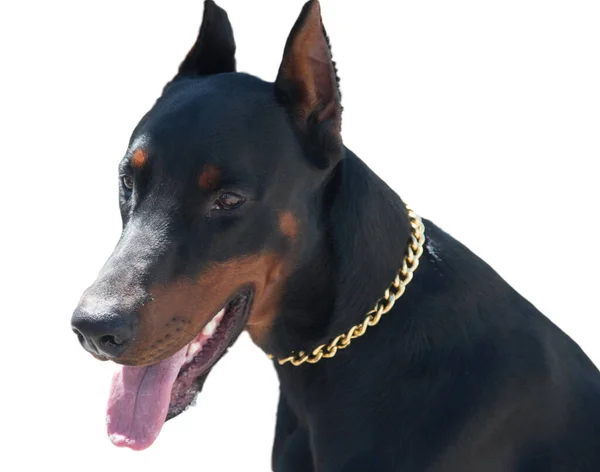 Černý Velký Dobrman Pes — Stock fotografie