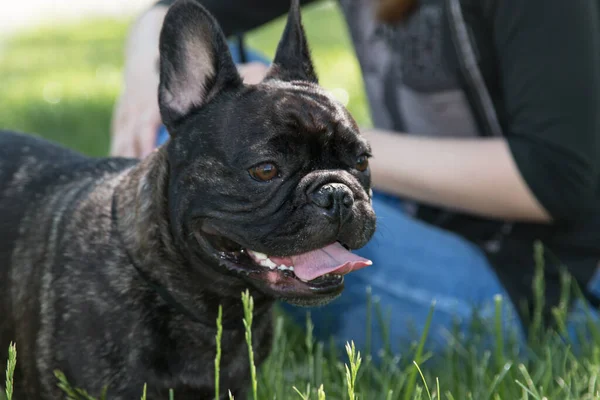 Σκύλος Της Φυλής Bulldog — Φωτογραφία Αρχείου