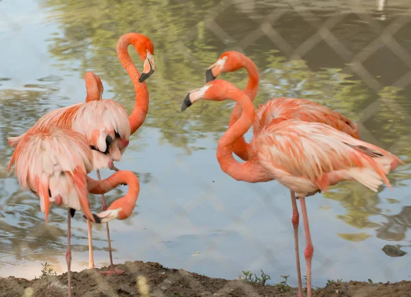 Aves Flamencas Zoológico —  Fotos de Stock