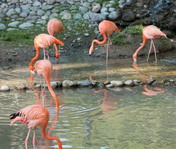 Aves Flamencas Zoológico —  Fotos de Stock