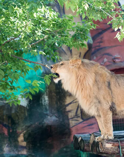 動物園のライオン — ストック写真