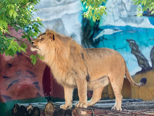 動物園のライオン — ストック写真