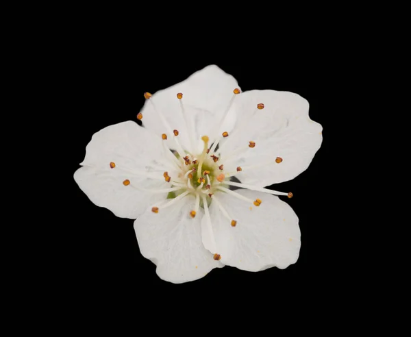 Blommor Plommon Gren Mot Svart Bakgrund — Stockfoto