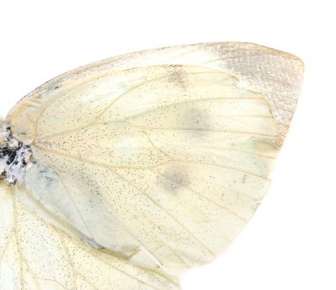 Arka planda kanatları olan beyaz kelebek