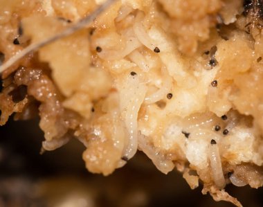 Eski mantarın içinde küçük beyaz solucanlar