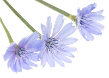 Beyaz arkaplanda mavi çiçekler