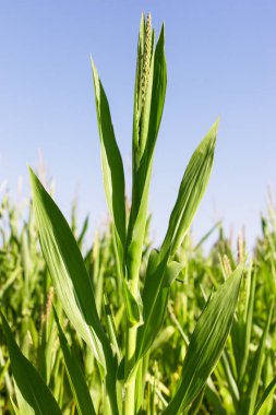 Arkaplan olarak mısır alan