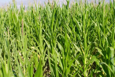 Arkaplan olarak mısır alan