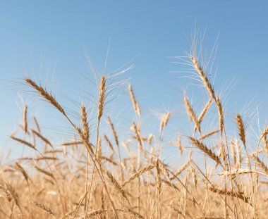 Gökyüzü arka planında buğday sıçraması