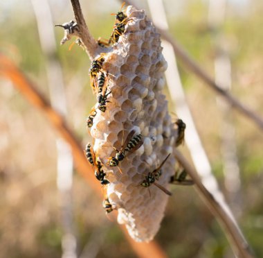 Arkaplan olarak ayçiçeği çiçeği çiçeği