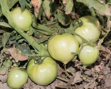 Çalılıklarda yeşil ve kırmızı domatesler