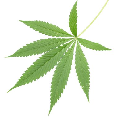 Beyaz arkaplanda kenevir yaprakları