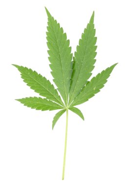 Beyaz arkaplanda kenevir yaprakları