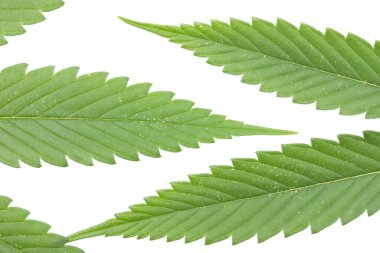 Beyaz arkaplanda kenevir yaprakları