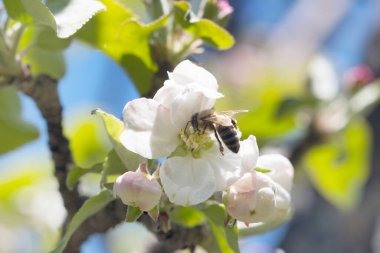 Bir dalda elma çiçeği