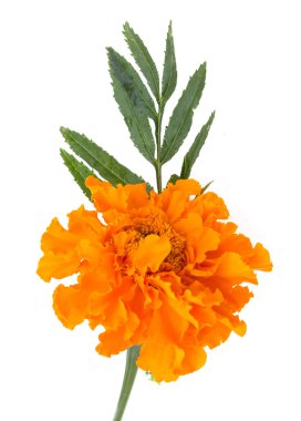 beyaz arkaplanda turuncu çiçek