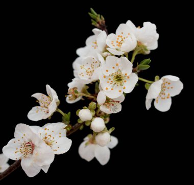 Bir dalda kiraz çiçekleri