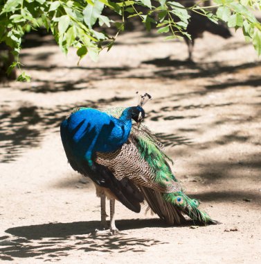 Mavi karşıtlık, güzellik soyut arkaplan