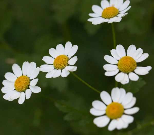 Rumianek Kwiaty Natura Kontrast — Zdjęcie stockowe