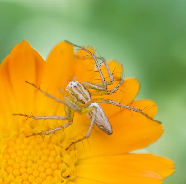 Spinne Auf Einer Blume Natur Kontrast — Stockfoto