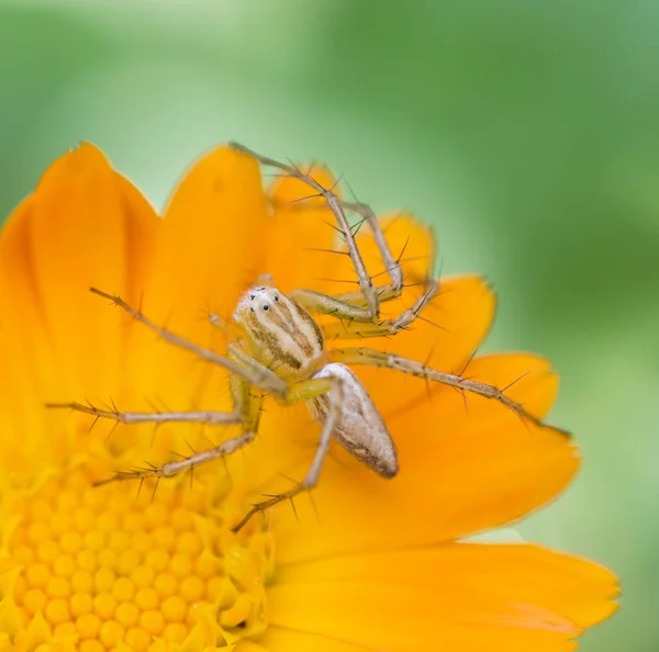 Araña Una Naturaleza Flores Contraste — Foto de Stock