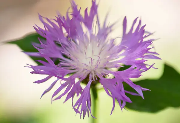 Lilás Flor Natureza Contraste — Fotografia de Stock