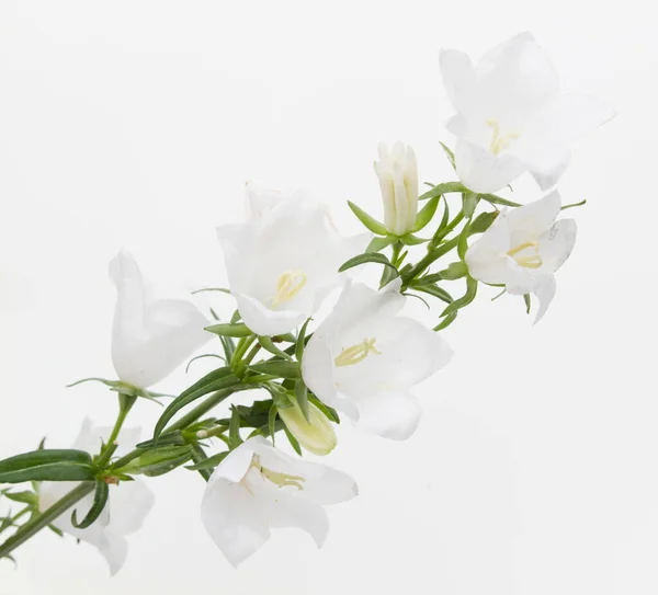 Rama Con Flores Blancas — Foto de Stock