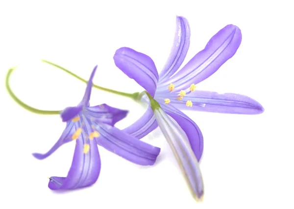 Cloches Fleurs Bleues Sur Fond Blanc — Photo