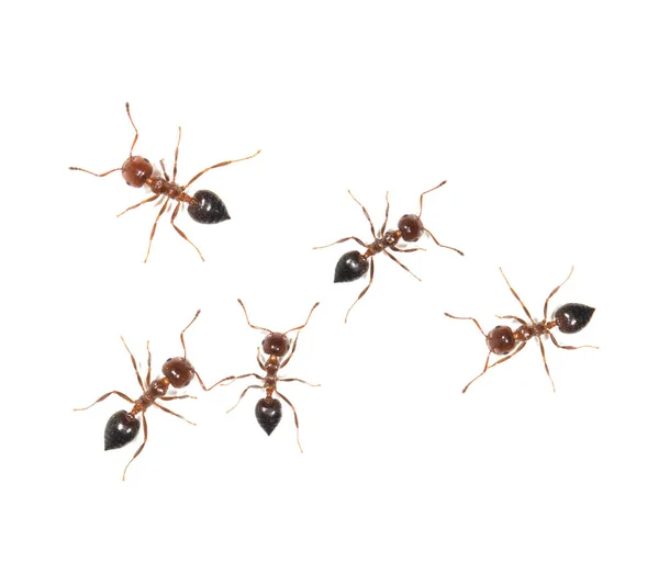 Hormigas Sobre Fondo Blanco —  Fotos de Stock