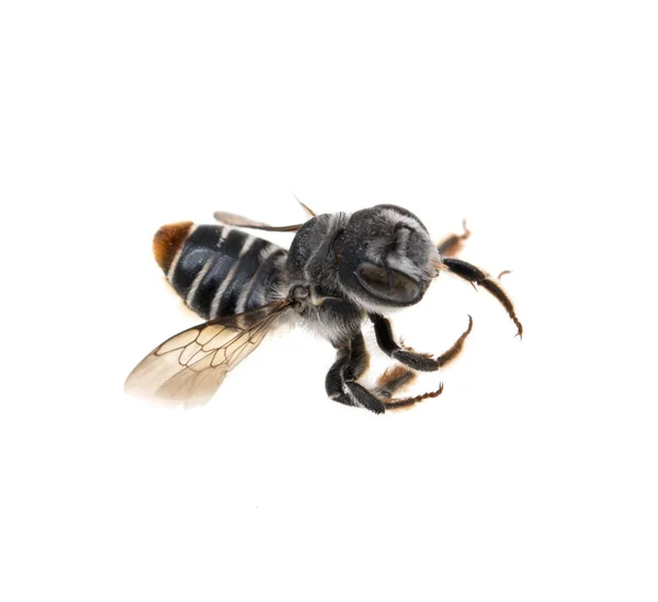 Biene Auf Weißem Hintergrund — Stockfoto