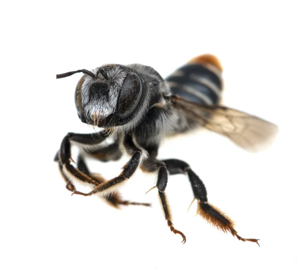 Bee White Background — Stock Photo, Image