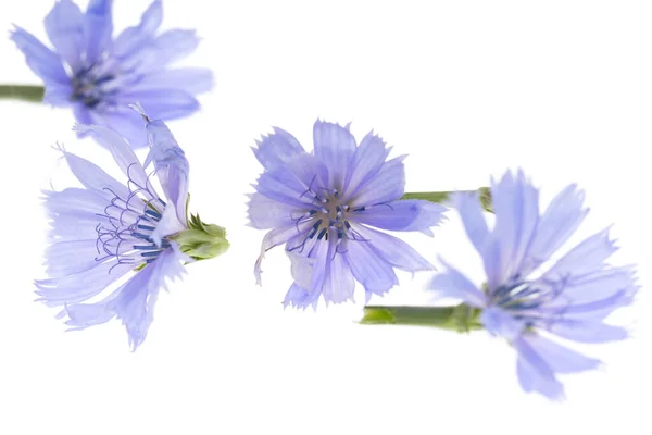 Flores Azuis Fundo Branco — Fotografia de Stock