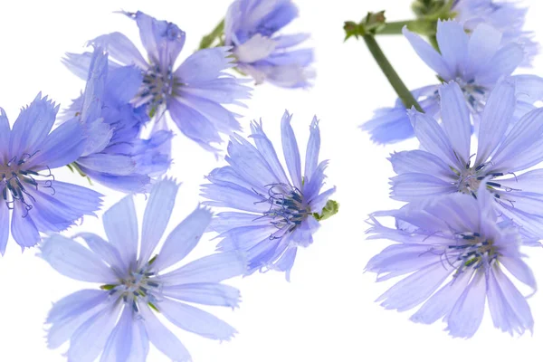 Flores Azules Sobre Fondo Blanco — Foto de Stock