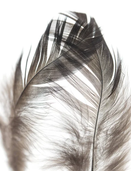 Beyaz Arkaplanda Siyah Kuş Tüyü — Stok fotoğraf