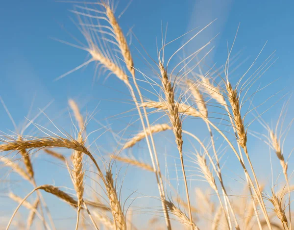 Gökyüzü arka planında buğday sıçraması