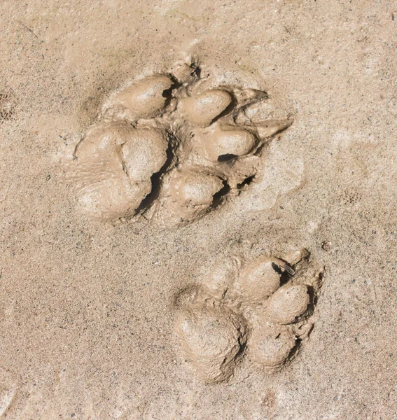 A dog track on the ground
