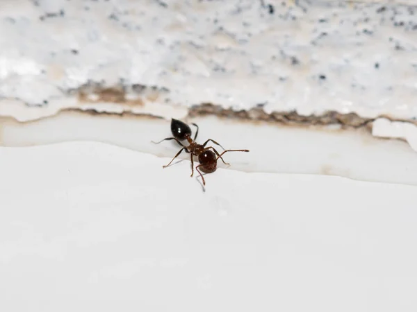 Ants White Wall — Stock Photo, Image