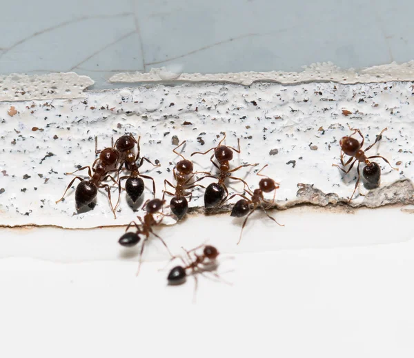 Mieren Een Witte Muur — Stockfoto