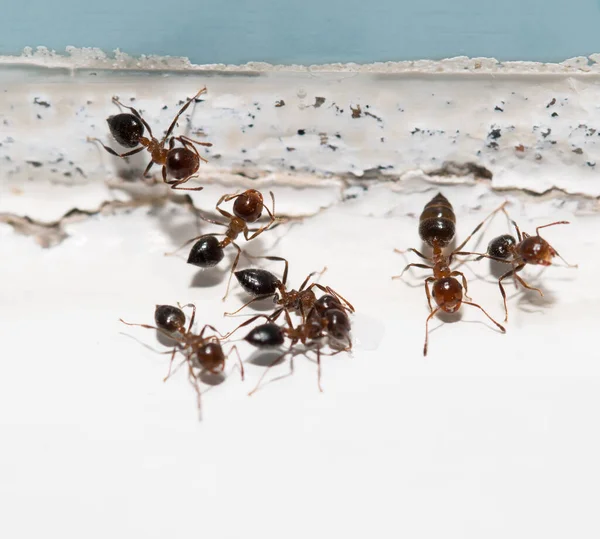 Mieren Een Witte Muur — Stockfoto