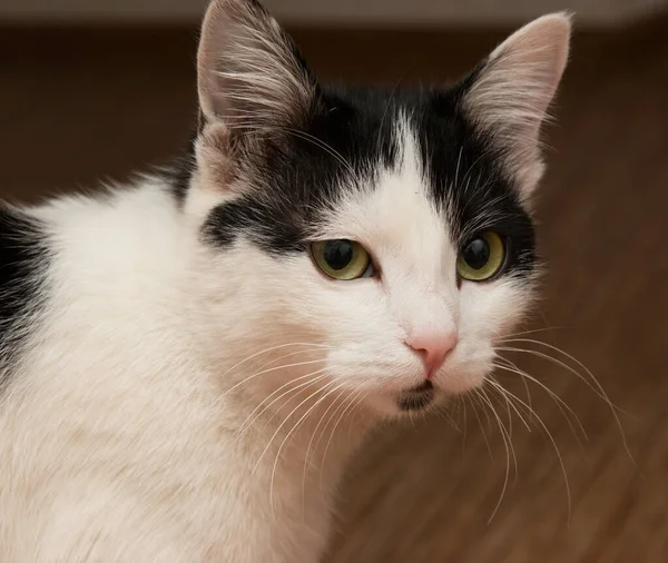 Black White Cat — Stock Photo, Image