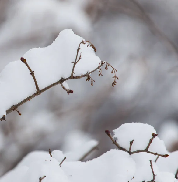 枝の上の雪 — ストック写真