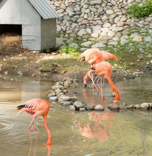 Flamingó Madarak Állatkertben — Stock Fotó