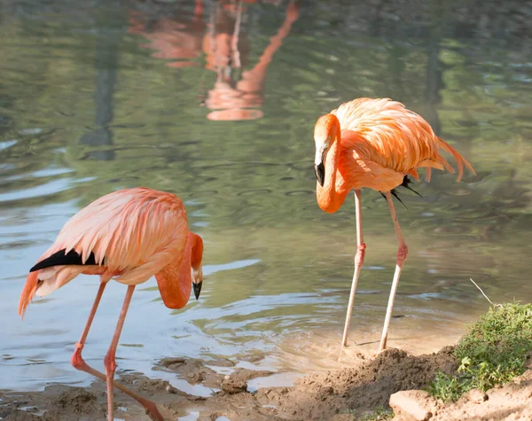 Aves Flamencas Zoológico —  Fotos de Stock