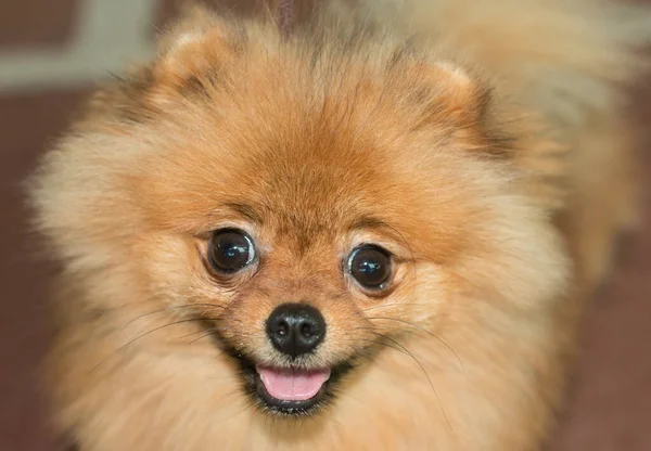 Rödhårig Pälshund Pommersk Hund — Stockfoto