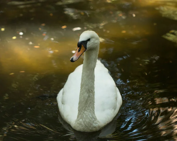 水の中の白い白鳥 — ストック写真