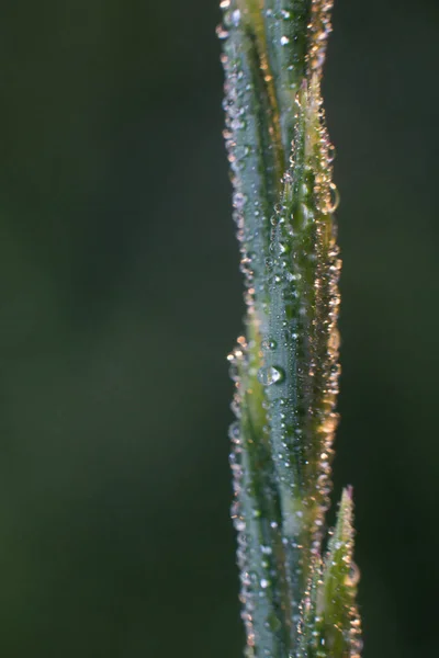 Ochtenddauw op een grassprietje op een wazige achtergrond — Stockfoto