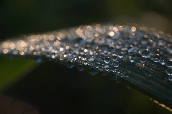 Rugiada mattutina su un filo d'erba in macro — Foto Stock